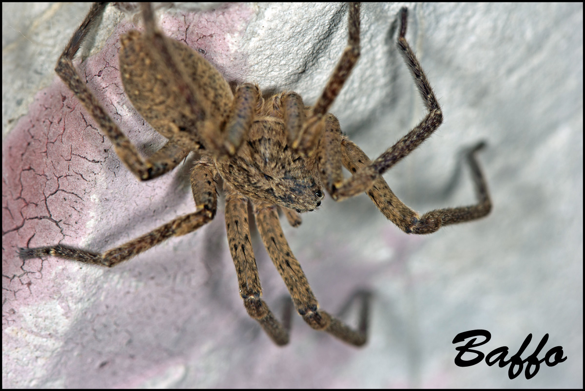 Zoropsis sp.; Tegenaria silvestris - Basovizza (TS)